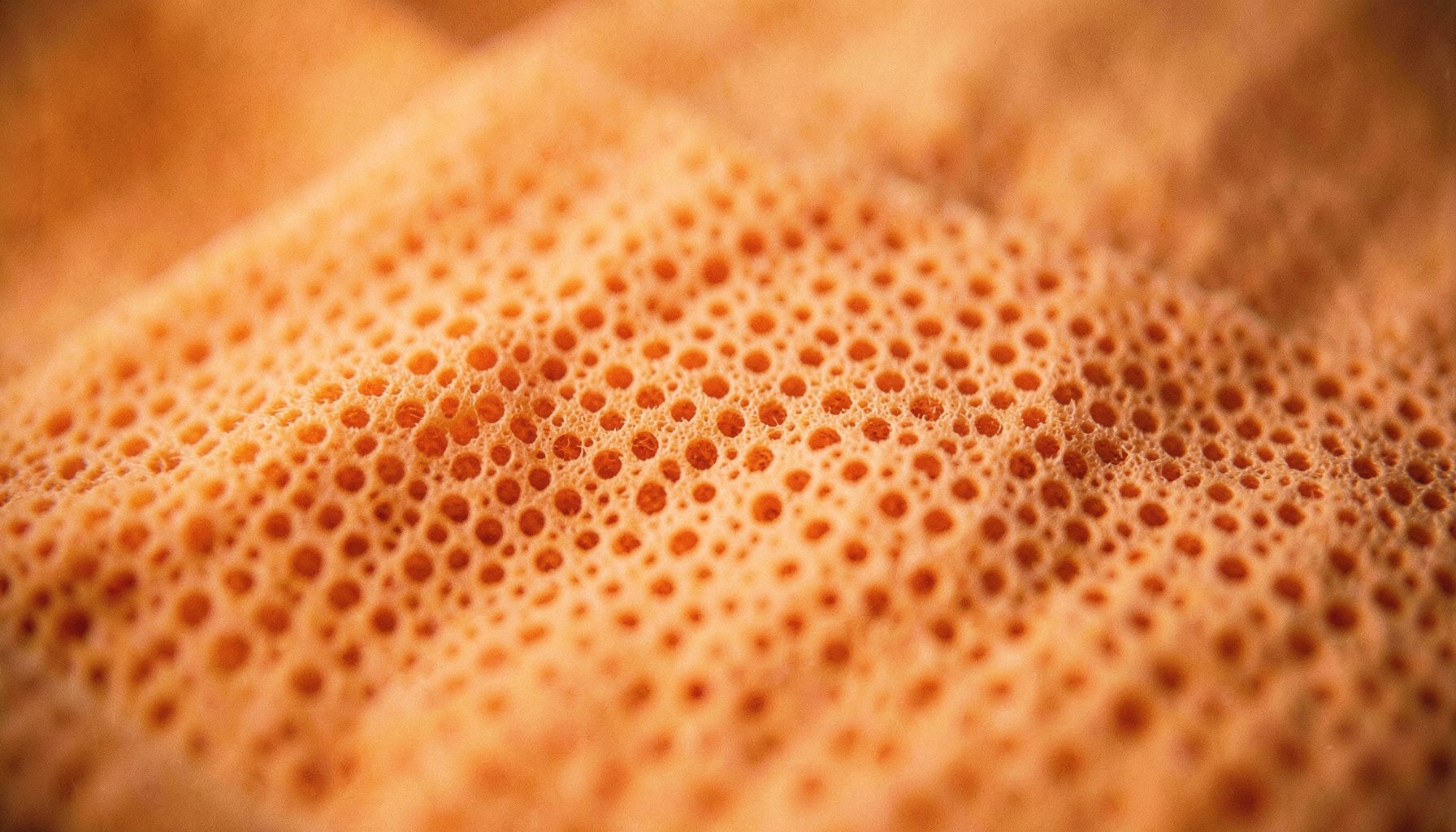 Pilen PTFE wen dryloyw yn cael ei dal yn erbyn golau, yn dangos ei strwythur microporous unffurf